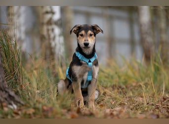 Hübscher Goscha sucht seine Menschen
