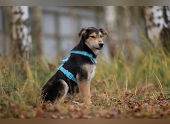 Hübscher Goscha sucht seine Menschen