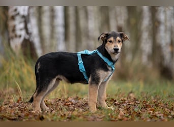 Hübscher Goscha sucht seine Menschen