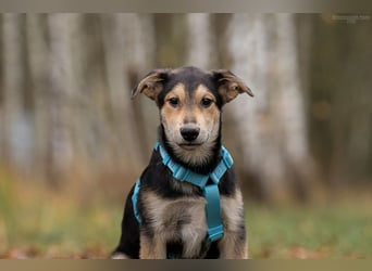 Hübscher Goscha sucht seine Menschen