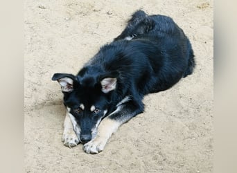 Maylo toller Alltagsbegleiter - Pflegestelle Pulheim