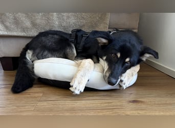 Maylo toller Alltagsbegleiter - Pflegestelle Pulheim