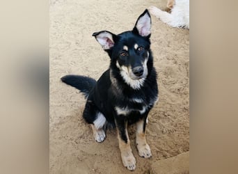 Maylo toller Alltagsbegleiter - Pflegestelle Pulheim