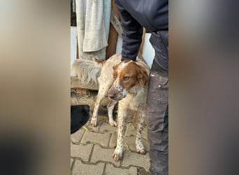 Pet ist ein wissbegieriger Begleiter