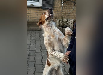 Pet ist ein wissbegieriger Begleiter