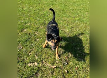 Chili ist ein intelligenter Begleiter