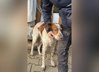 Pet ist ein wissbegieriger Begleiter