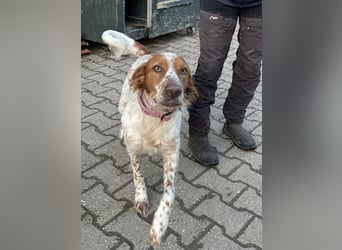 Pet ist ein wissbegieriger Begleiter