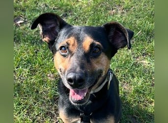 Chili ist ein intelligenter Begleiter