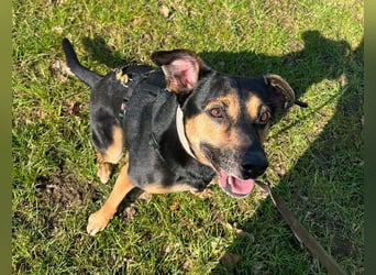 Chili ist ein intelligenter Begleiter