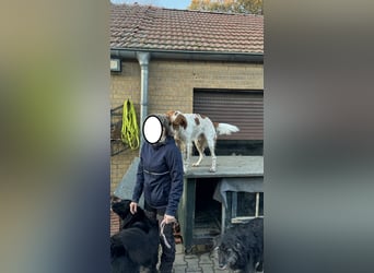 Pet ist ein wissbegieriger Begleiter