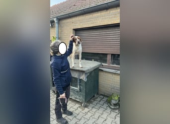 Pet ist ein wissbegieriger Begleiter
