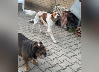 Pet ist ein wissbegieriger Begleiter