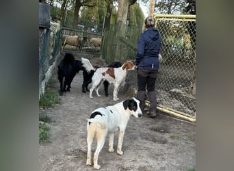 Pet ist ein wissbegieriger Begleiter