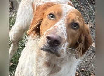 Pet ist ein wissbegieriger Begleiter