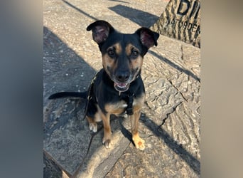 Chili ist ein intelligenter Begleiter