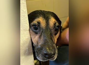 Chili ist ein intelligenter Begleiter