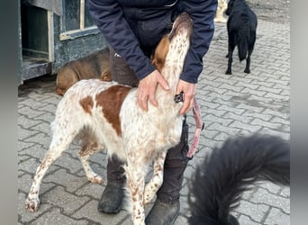 Pet ist ein wissbegieriger Begleiter