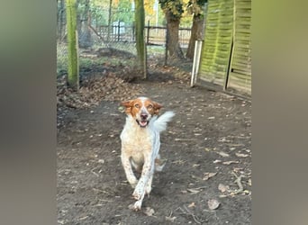 Pet ist ein wissbegieriger Begleiter