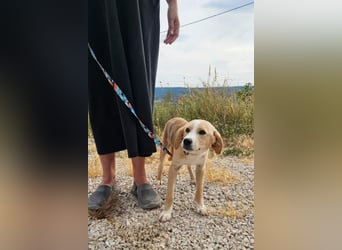 Elio sucht sein Für-immer-Zuhause