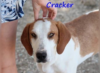 Cracker 10/2021 (in Deutschland) - ausgeglichener und verschmuster Rüde!