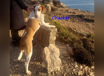 Cracker 10/2021 (in Deutschland) - ausgeglichener und verschmuster Rüde!