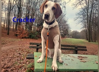 Cracker 10/2021 (in Deutschland) - ausgeglichener und verschmuster Rüde!