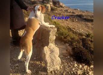 Cracker 10/2021 (in Deutschland) - ein treuer Begleiter!