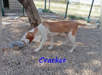 Cracker 10/2021 (in Deutschland) - ein treuer Begleiter!