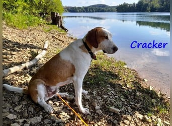 Cracker 10/2021 (in Deutschland) - ein treuer Begleiter!