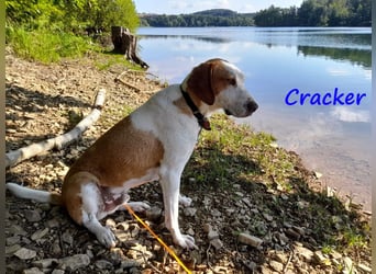 Cracker 10/2021 (in Deutschland) - ausgeglichener und verschmuster Rüde!