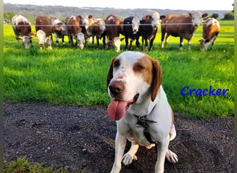 Cracker 10/2021 (in Deutschland) - ein treuer Begleiter!