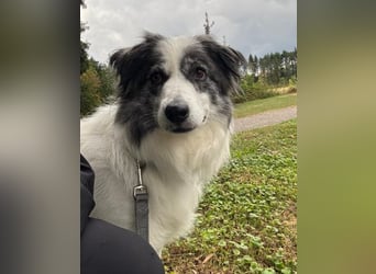 BELLA - liebe, menschenbezogene Hündin sucht ihr Zuhause