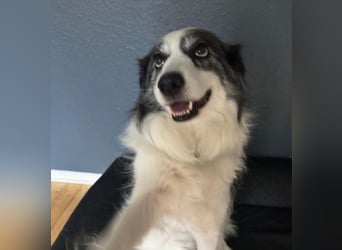 BELLA - liebe, menschenbezogene Hündin sucht ihr Zuhause