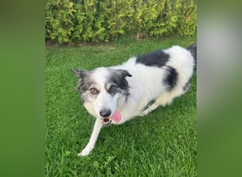 BELLA - liebe, menschenbezogene Hündin sucht ihr Zuhause