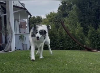 BELLA sucht ihr Für-immer-Zuhause