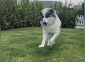 BELLA sucht ihr Für-immer-Zuhause