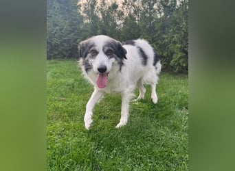 BELLA - liebe, menschenbezogene Hündin sucht ihr Zuhause