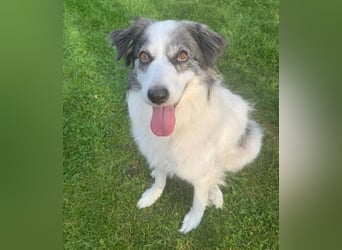 BELLA - liebe, menschenbezogene Hündin sucht ihr Zuhause