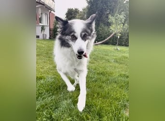 BELLA - liebe, menschenbezogene Hündin sucht ihr Zuhause