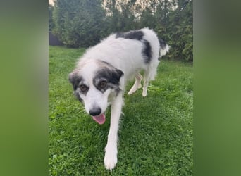 BELLA - liebe, menschenbezogene Hündin sucht ihr Zuhause