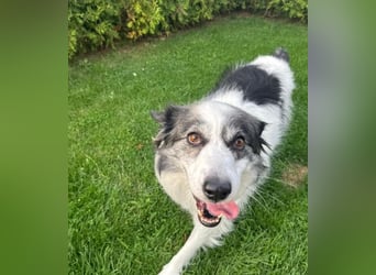 BELLA - liebe, menschenbezogene Hündin sucht ihr Zuhause