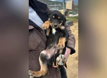 Pollux – fröhlicher junger Rüde mit wunderschöner Fellzeichnung 