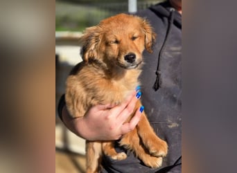 Skiouros – fröhlich und verspielt