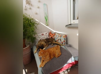 Selin auf Pflegestelle in 17111 Nossendorf (Mecklenburg-Vorpommern)