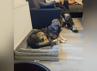 Selin auf Pflegestelle in 17111 Nossendorf (Mecklenburg-Vorpommern)