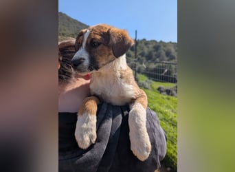 Pitou – mittendrin statt nur dabei 