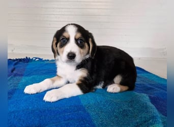 Molly – Dreifarbiger Sonnenschein auf vier Pfoten ☀️