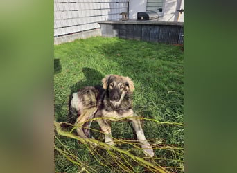 Selin auf Pflegestelle in 17111 Nossendorf (Mecklenburg-Vorpommern)