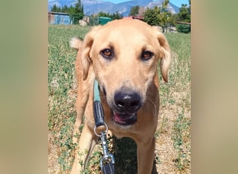 Petros, geb. ca. 12/2024, lebt in GRIECHENLAND, auf einer privaten Pflegestelle